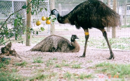 Dad has the babies while Mom keeps watch