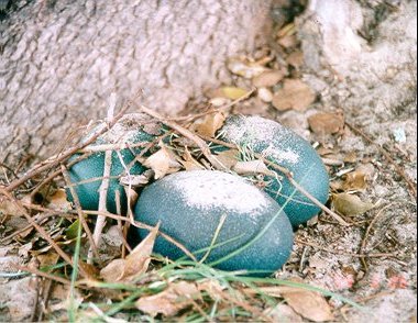 Emu nest