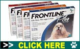 Discount Flea Control for your Dog