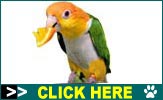 Caique Parrots for Sale