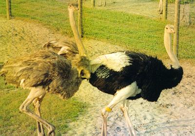 Blue/Black Cross, Ostrich Breeders