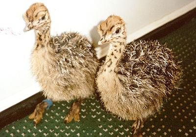 Pure African Black Ostrich, 3 days old