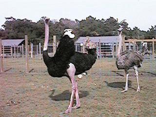 Red Ostrich Breeders