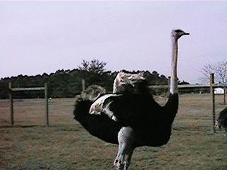 Red Ostrich Breeders